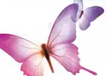 Indesign butterflys